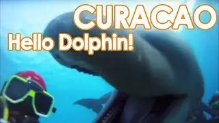 Amazing Dolphin Experience - Scuba Dive With Dolphins In Curacao