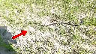 Eastern Brown snake Caught by Rat Trap Pakistani original snake 🐍 @ATVHD.96 #animals#viralvideo