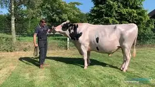 Capj Snow ( Alligator x Chief ) -  Holstein - CIA Crespelle