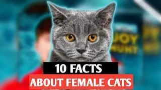 5 Facts About Female Cats