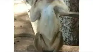 Korangan muggi