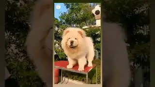 #dog #shorts #male #chocho (Cheema TV)❣️