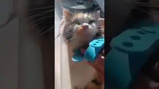 #cutepersiancat #conedy #viral #shorts #trending #ytshorts #short