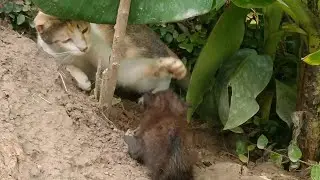Naughty Cat Treating Poor Orphan Kitten As A Toy