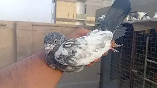 صيد اليوم لعيونكم ✌️🔥 شوفو الحلقات الجبناهن 🔥
