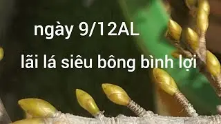 Lãi lá siêu bông bình lợi dự đoán 18 ngày nở rộ 