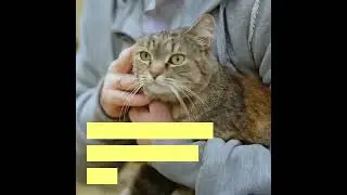 5 Must Have Cat Training Books in 2022!