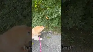 Surprised my dog with a &ldquo;croissant tree&rdquo; 🥐 #dogs #goldenretriever #dogshorts #funnyshorts #doglife