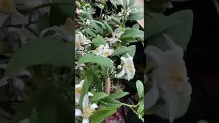 Outrageous blooms on my lemon tree.