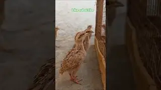 Partridge Chicks | Teetar ke bacche 🥰🥰 #trending #shorts #viral