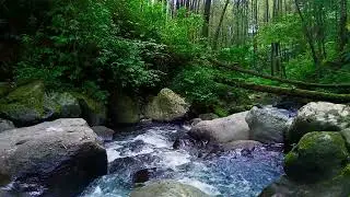 Flowing Down Water River Ambiance - Pine Forest Tranquil for Sleep Aid