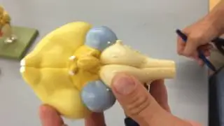 Avian Brain and Cranial Nerves