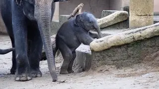 Elefantenbabys im Zoo Hannover