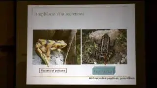 Amphibian Rescue and Conservation Project Announced