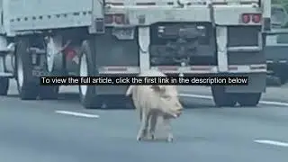 Lost pigs stop traffic on Virginia interstate, wild video shows