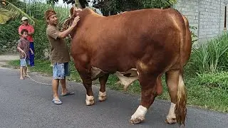 DRAGON PAMIT, Sapi Terbesar Di Kandang Pak Muji Menuju Ibu Kota‼️