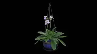 Plant & Tree | Short Clip | Sticker | Black Screen | Material For Editing | Effect For Kinemaster(1)