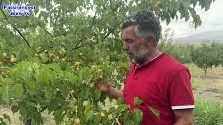 Ağrı Dağı eteklerindeki bahçede kayısı hasadı
