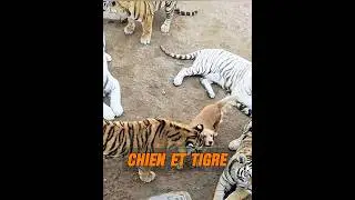Sp&eacute;cial Maman Tigre #animaux #animal