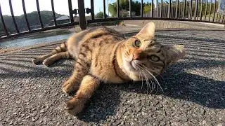 Бродячие кошки квакают милым голосом при поглаживании