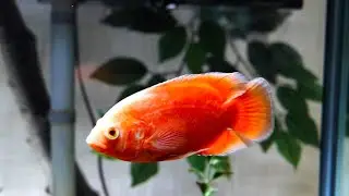 Chili Oscar vibrant color