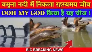 Kaliya Naag Yamuna Nadi🤯| Kaliya Naag Vrindavan| Vrindavan Kaliya Naag News| Kaliya Naag News Today