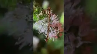 Geranium Plume Moth (Amblyptilia pica)
