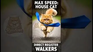 PERFECT HUNTING MACHINES 🐈🔥 Speed & Silent Movement Explained #shorts  #cat  #facts #catrunnig