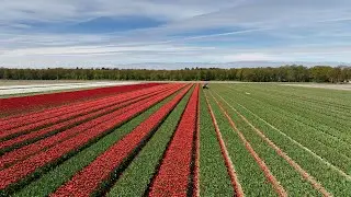 Verschillende Machines Om De Tulpenkoppen Te Snijden - Various Machines To Cut The Tulip Heads.