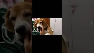 No one can ever replace you | Leo The Beagle