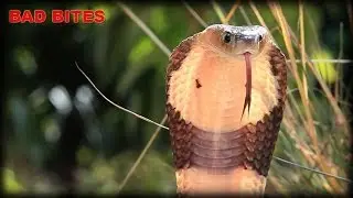 Bad Bites 03 - Cobras
