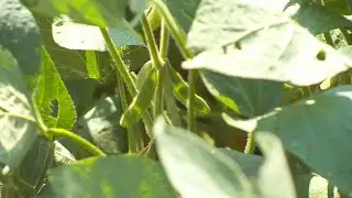 Minnesota Soybean Farmers Decry Trump&rsquo;s &lsquo;Trade War&rsquo;