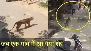 Lion Enter in Village of India - Live Video