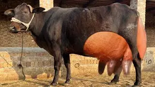 Jersey cholistani cow for sale YouTube(03061061151)January 14, 2026