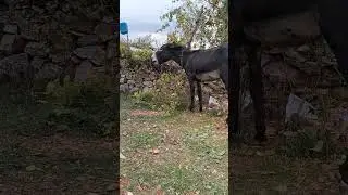 😂😂#eşek #inekler #k&ouml;pek #civciv #horoz #ke&ccedil;iler #k&ouml;y #inek #sarikiz #tavuk