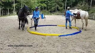 Biegung mit Softgassen - Pferdetraining mit einfachen Mitteln - #Equitensic #TrickyHorseTraining 