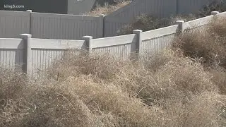 Tumbleweed invasion in Kennewick