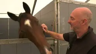 Dr David Marlin&rsquo;s quick advice on horse care at a show
