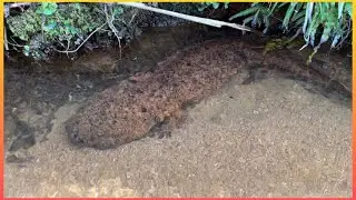 ガサガサしてたら天然記念物のオオサンショウウオと奇跡の遭遇を果たしました！！【貴重映像】