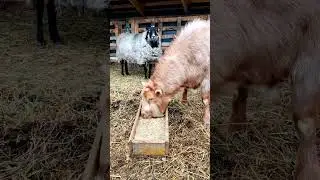 Объелся травы - стал стильным: курьезные случаи на ферме 😆🐐