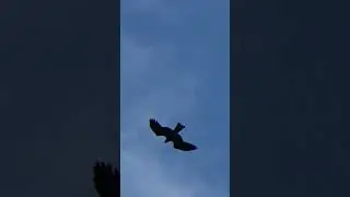 Les rapaces survolent Toulouse #oiseaux #animaux #toulouse