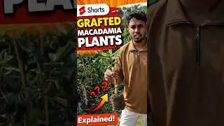Grafted Macadamia Plants | #shorts #viral #farming #macadamianuts #macadamia #plants