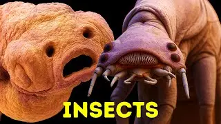 Insects Under Electron Microscope HD