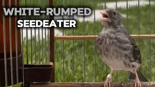 GREY SINGING Finch | White rumped seedeater | Chanteur d'africa | Crithagra leucopygia | Edel Sanger