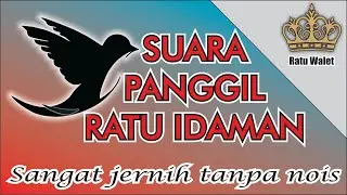 Suara Pangil SP. Ratu idaman suara walet jernih tanpa noise suara walet birahi untuk budidaya walet