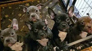 American bully puppies for sale #daxline