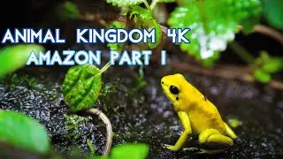 Animal Kingdom 4K: Amazon: Where Secrets Lurk Beneath the Verdant Canopy Part I