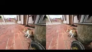 cat on terrace2 stereovision experiment