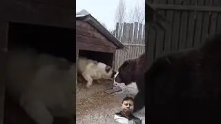 What a bonding #wolf #animals #guarddog #viralvideo #survival #ytshorts #tending #snowleopard