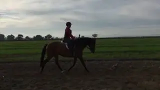 Dela Vina bay Lusitano mare for sale